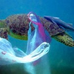 Contamination généralisée des océans au bisphénol A