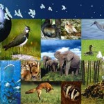 Biodiversité : triste état des lieux