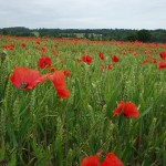Les pesticides, principaux obstacles à la Biodiversité !