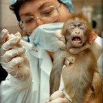 Expérimentation animale : les animaux maltraités par la future directive européenne