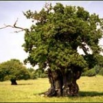 Un chêne vit depuis 13 000 ans sur une colline californienne... Pour combien de temps encore ?