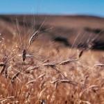 Semences : des agriculteurs organisent la résistance